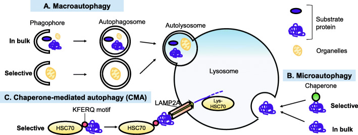 Role of chaperone-mediated autophagy in the pathophysiology including pulmonary disorders.