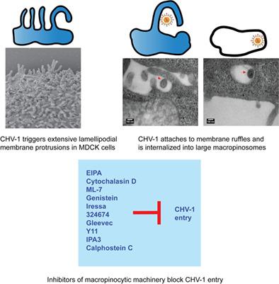 Entry of the Varicellovirus Canid herpesvirus 1 into Madin–Darby canine kidney epithelial cells is pH-independent and occurs via a macropinocytosis-like mechanism but without increase in fluid uptake