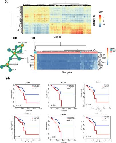 Construction and characterization of rectal cancer-related lncRNA-mRNA ceRNA network reveals prognostic biomarkers in rectal cancer