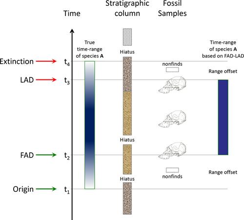 Estimating origination times from the early hominin fossil record