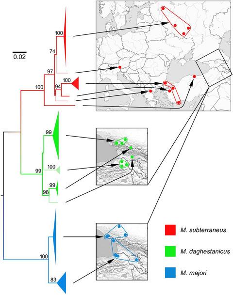 High molecular variability in three pine vole species of the subgenus Terricola (Microtus, Arvicolinae) and plausible source of polymorphism