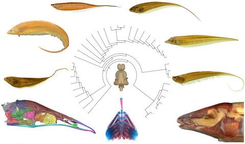 Morphology-based phylogeny of Eigenmanniinae Mago-Leccia, 1978 (Teleostei: Gymnotiformes: Sternopygidae), with a new classification