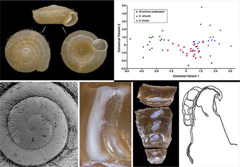 Integrative taxonomy of insular land snails of the genus Sicradiscus Páll-Gergely, 2013 (Gastropoda, Plectopylidae) with description of a new species