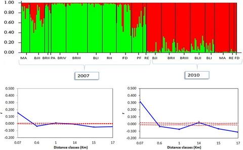 Spatio-temporal genetic structure in populations of the Chagas’ disease vector Triatoma infestans from Argentina