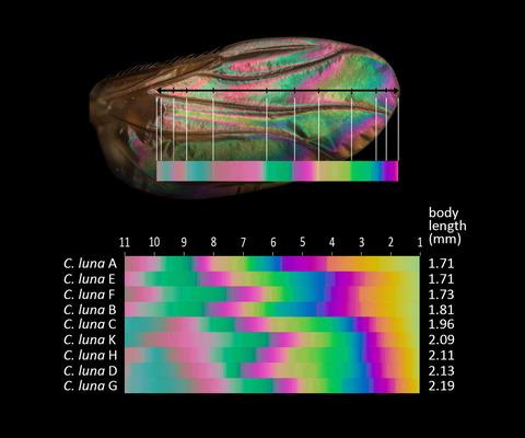 The correlation between wing interference patterns and body size in Coniceromyia Borgmeier (Diptera: Phoridae) and its implications to the understanding of the former as a sexually selected trait