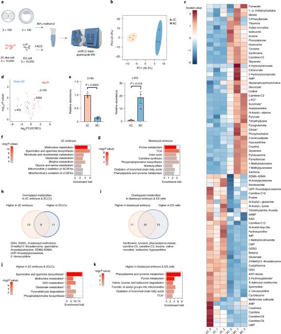 Metabolic remodelling during early mouse embryo development - Book学术