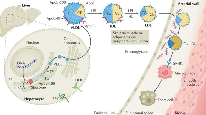 Apolipoproteins in vascular biology and atherosclerotic disease