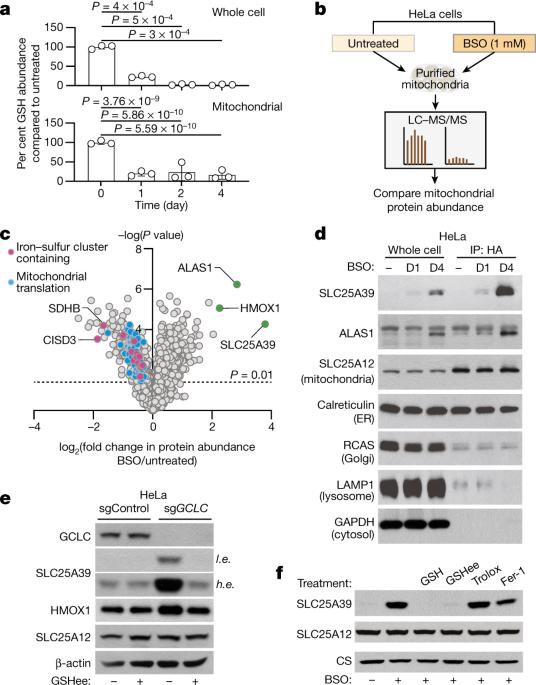 SLC25A39 is necessary for mitochondrial glutathione import in mammalian cells