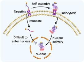 Targeted in situ self-assembly augments peptide drug conjugate cell-entry efficiency