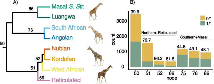 Population analysis of retrotransposons in giraffe genomes supports RTE decline and widespread LINE1 activity in Giraffidae.