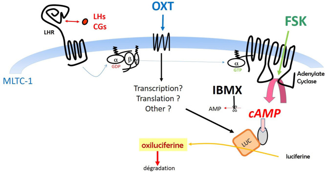 Highly sensitive <i>in vitro</i> bioassay for luteinizing hormone and chorionic gonadotropin allowing their measurement in plasma.