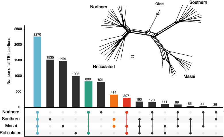 Population analysis of retrotransposons in giraffe genomes supports RTE decline and widespread LINE1 activity in Giraffidae.