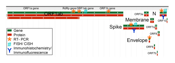 Detection methods for SARS-CoV-2 in tissue.