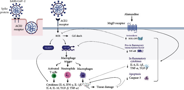 Alamandine: Potential Protective Effects in SARS-CoV-2 Patients.