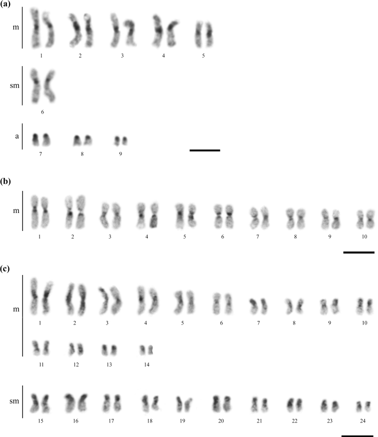 Distribution of GC-rich heterochromatin and ribosomal genes in three fungus-farming ants (Myrmicinae, Attini, Attina): insights on chromosomal evolution.