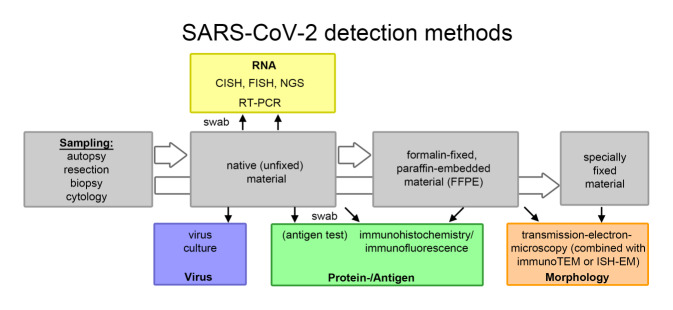 Detection methods for SARS-CoV-2 in tissue.