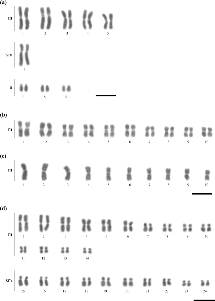 Distribution of GC-rich heterochromatin and ribosomal genes in three fungus-farming ants (Myrmicinae, Attini, Attina): insights on chromosomal evolution.