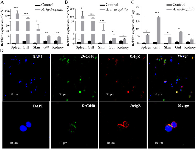 Functional role of CD40 and CD154 costimulatory signals in IgZ-mediated immunity against bacterial infection