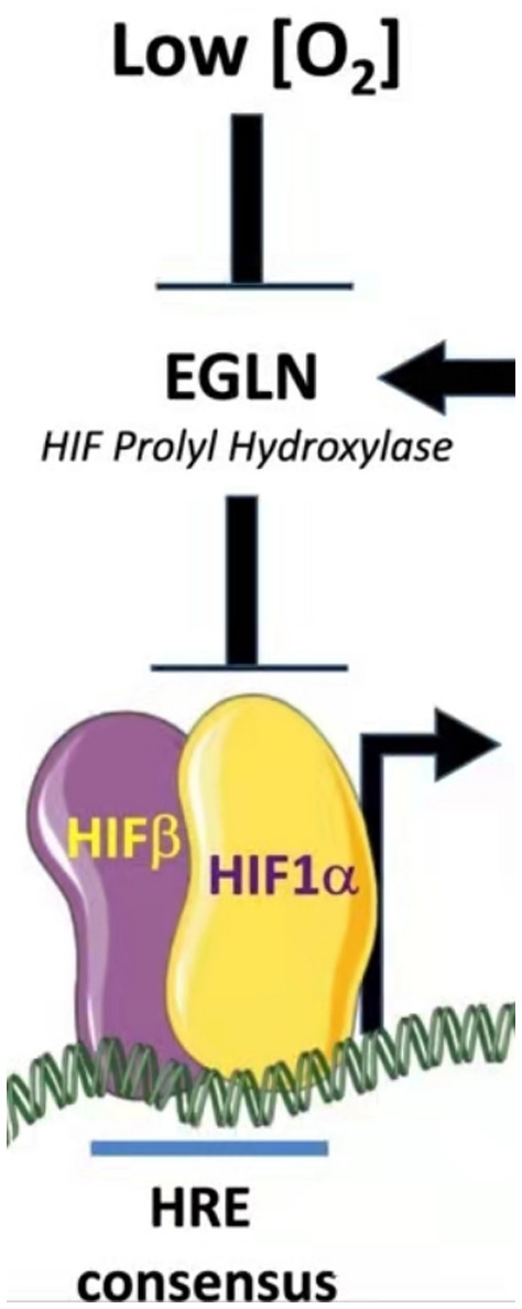 Adaptation of mammals to hypoxia.