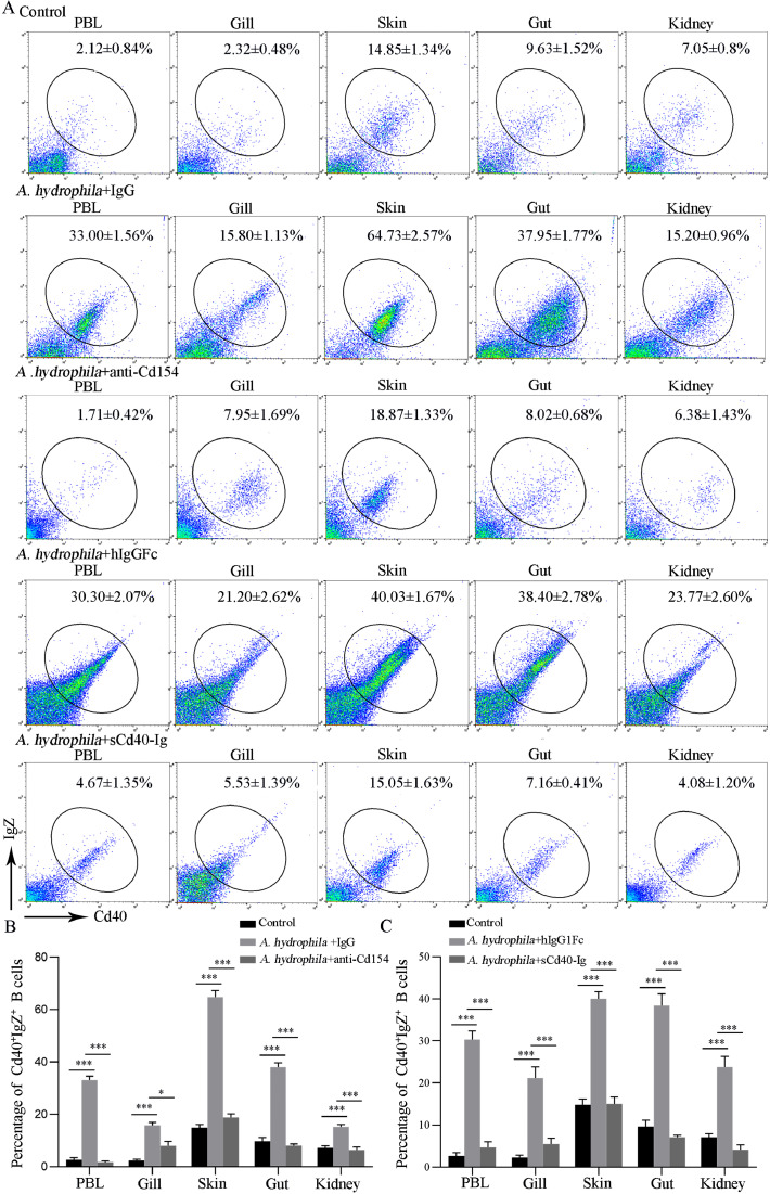 Functional role of CD40 and CD154 costimulatory signals in IgZ-mediated immunity against bacterial infection