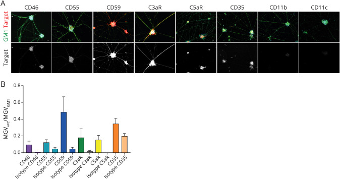 Anti-C2 Antibody ARGX-117 Inhibits Complement in a Disease Model for Multifocal Motor Neuropathy.