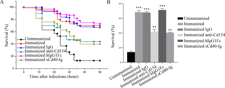 Functional role of CD40 and CD154 costimulatory signals in IgZ-mediated immunity against bacterial infection