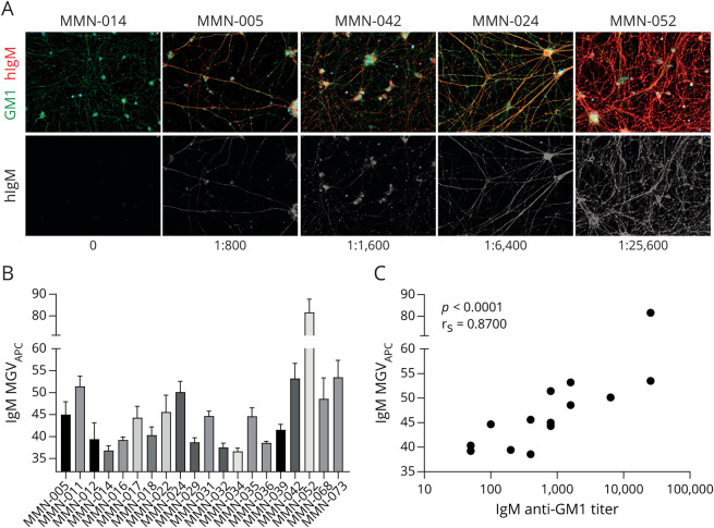 Anti-C2 Antibody ARGX-117 Inhibits Complement in a Disease Model for Multifocal Motor Neuropathy.