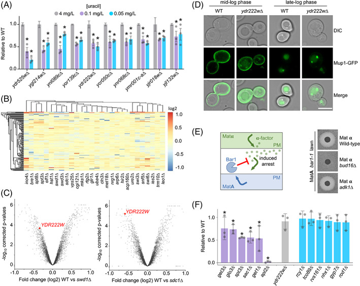 Fur4-mediated uracil-scavenging to screen for surface protein regulators.