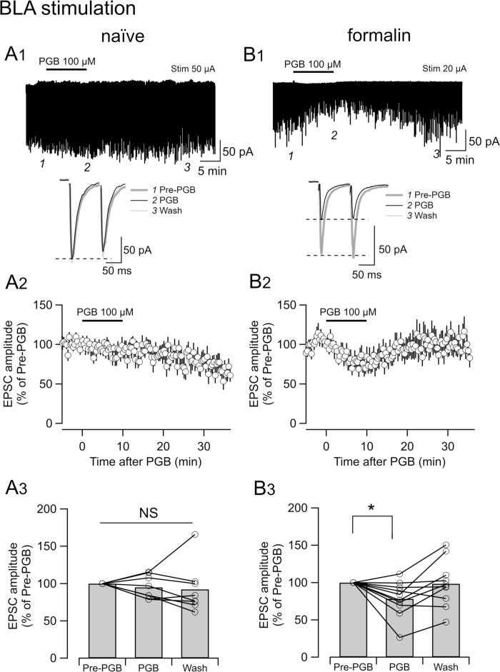 Input-dependent synaptic suppression by pregabalin in the central amygdala in male mice with inflammatory pain
