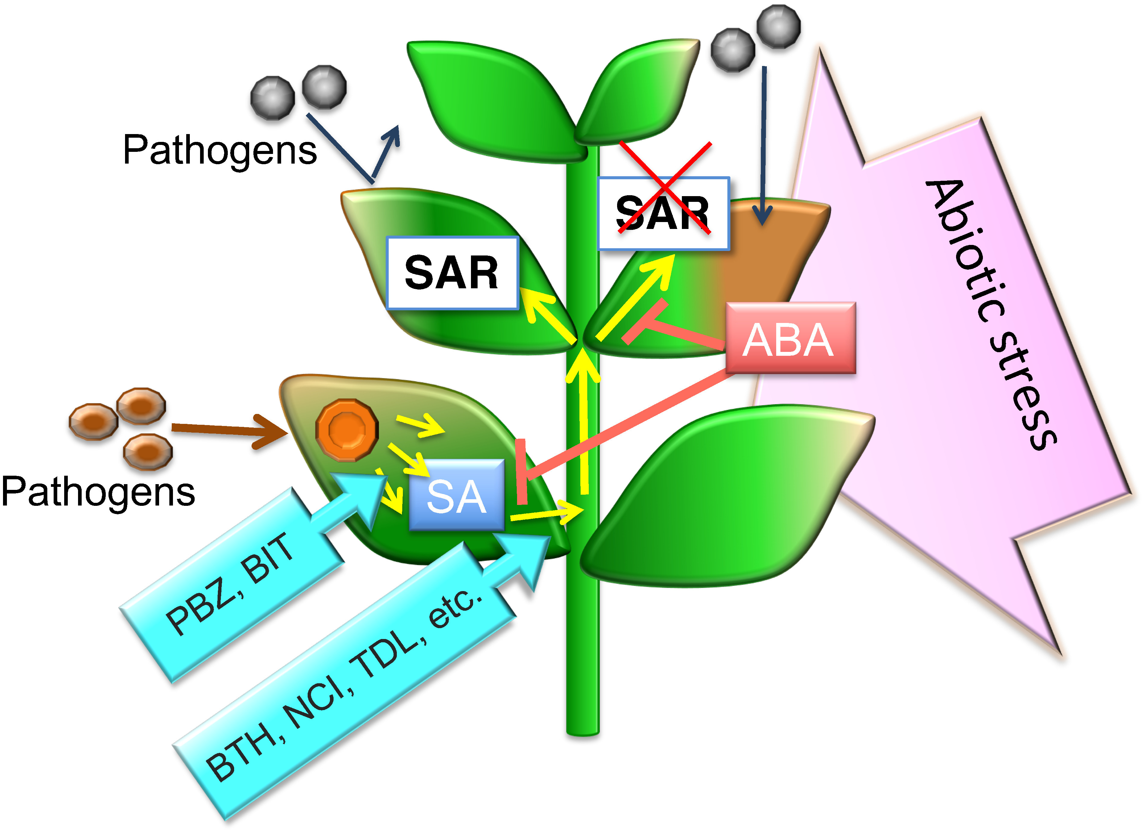 Studies on regulation of plant physiology by pesticides.