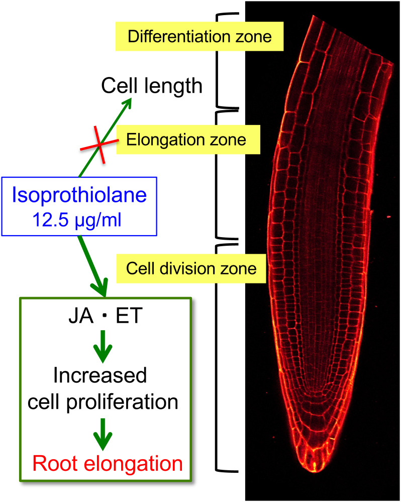 Studies on regulation of plant physiology by pesticides.