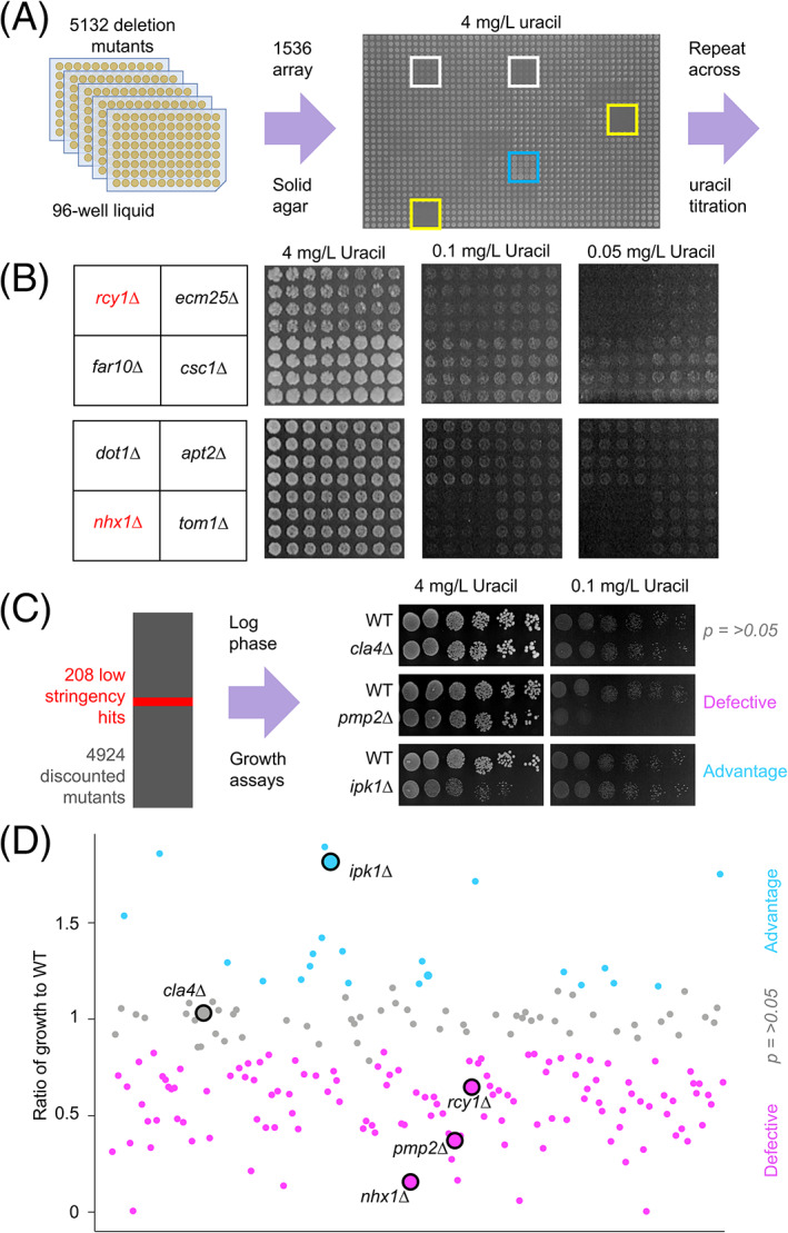 Fur4-mediated uracil-scavenging to screen for surface protein regulators.