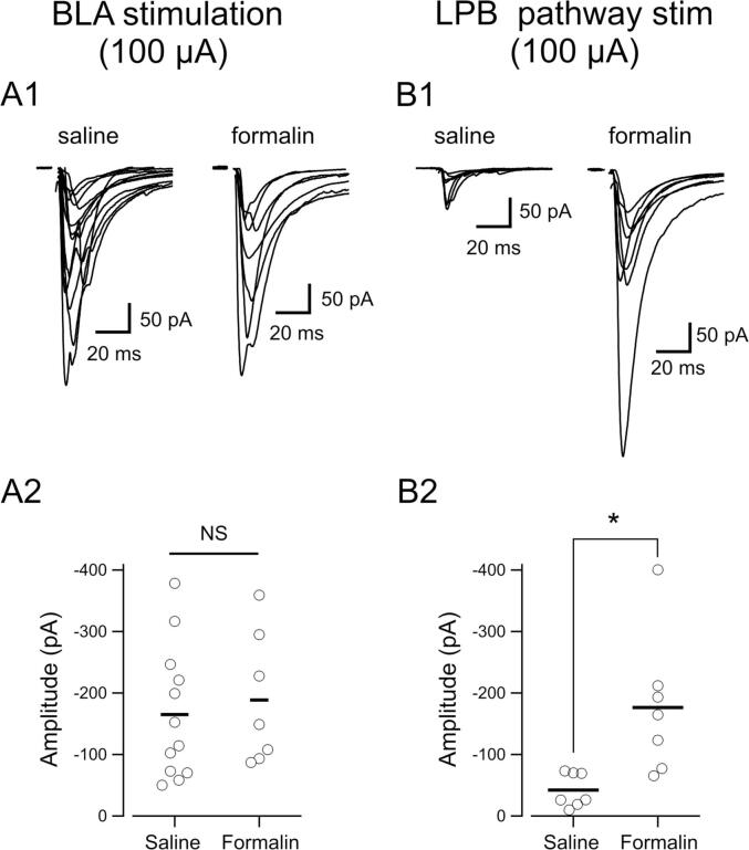 Input-dependent synaptic suppression by pregabalin in the central amygdala in male mice with inflammatory pain