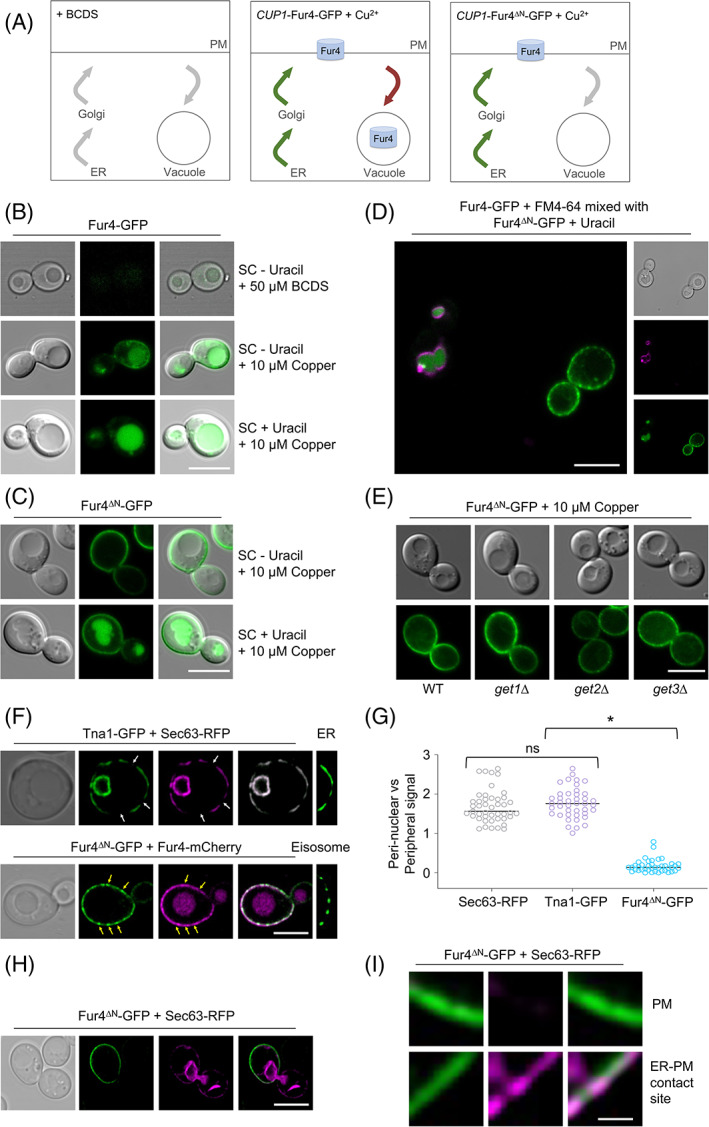 Fur4-mediated uracil-scavenging to screen for surface protein regulators.