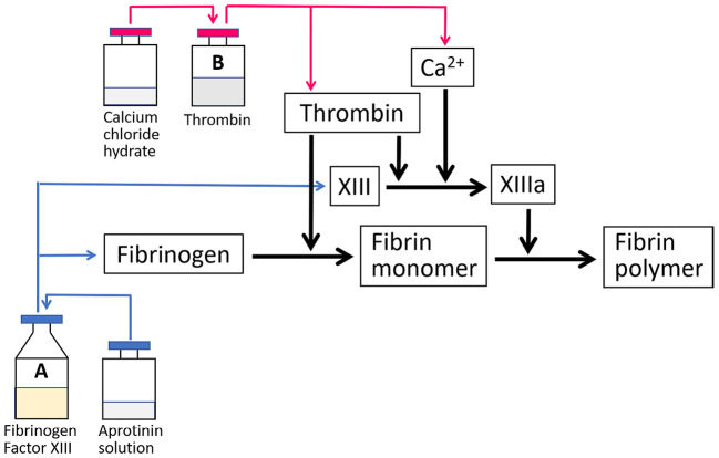 Fibrin Glue in Interventional Radiology: How to Use It.