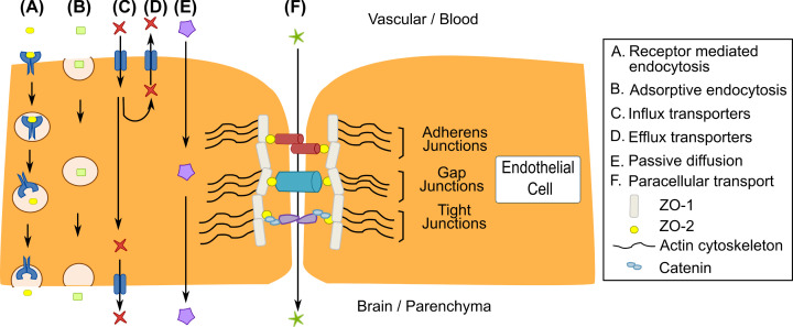 3D hydrogel models of the neurovascular unit to investigate blood-brain barrier dysfunction.