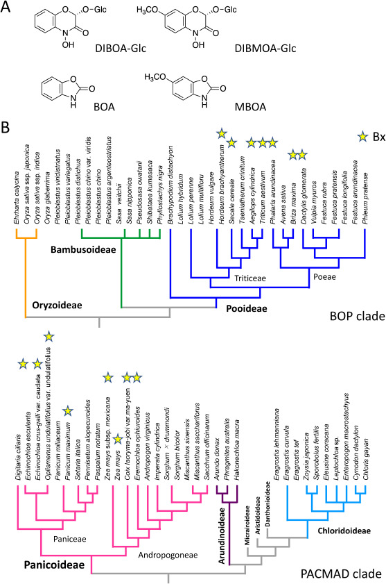 Defense mechanisms involving secondary metabolism in the grass family.