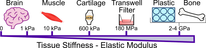 3D hydrogel models of the neurovascular unit to investigate blood-brain barrier dysfunction.