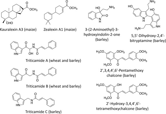 Defense mechanisms involving secondary metabolism in the grass family.