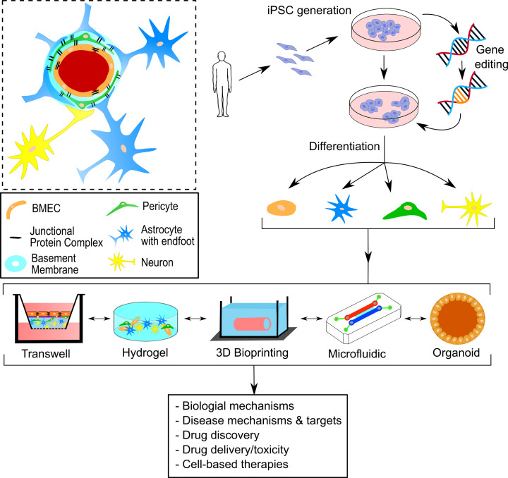 3D hydrogel models of the neurovascular unit to investigate blood-brain barrier dysfunction.