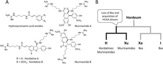 Defense mechanisms involving secondary metabolism in the grass family.