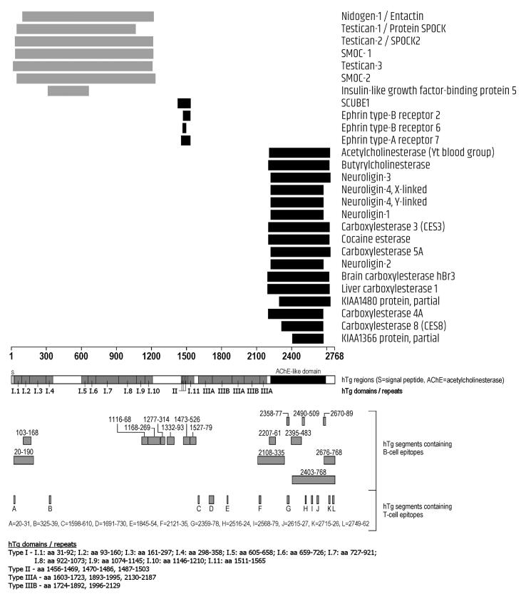 Amino acid sequence homology between thyroid autoantigens and central nervous system proteins: Implications for the steroid-responsive encephalopathy associated with autoimmune thyroiditis