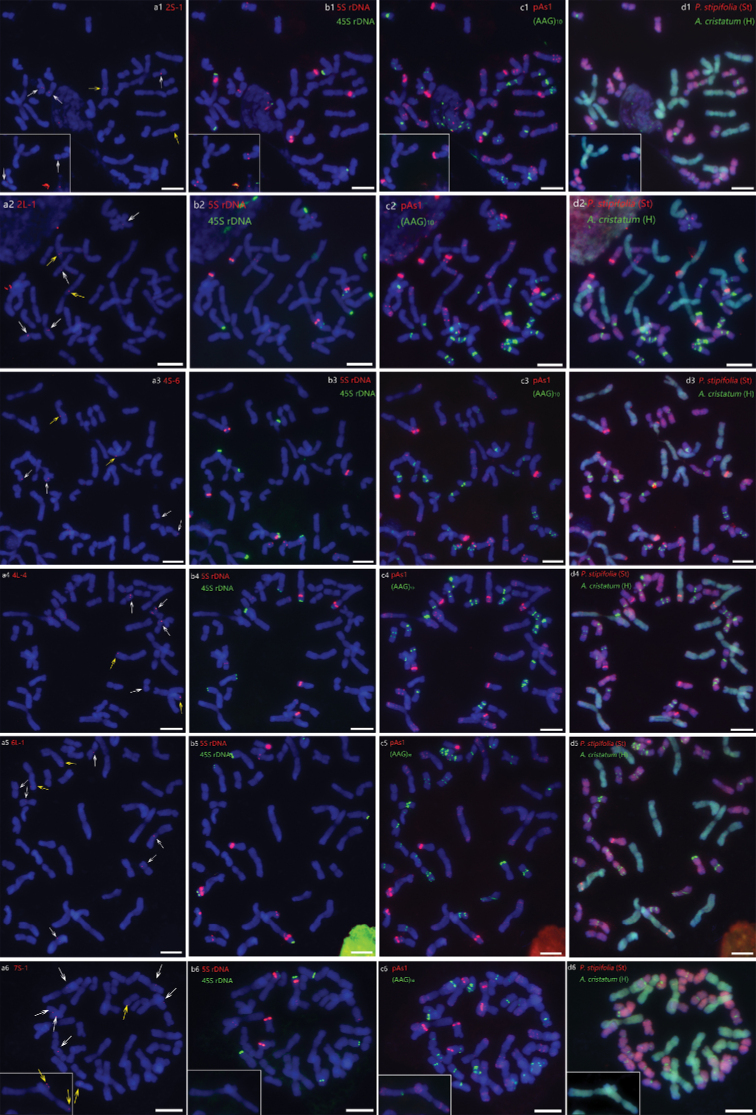 The <i>Kengyiliahirsuta</i> karyotype polymorphisms as revealed by FISH with tandem repeats and single-gene probes.