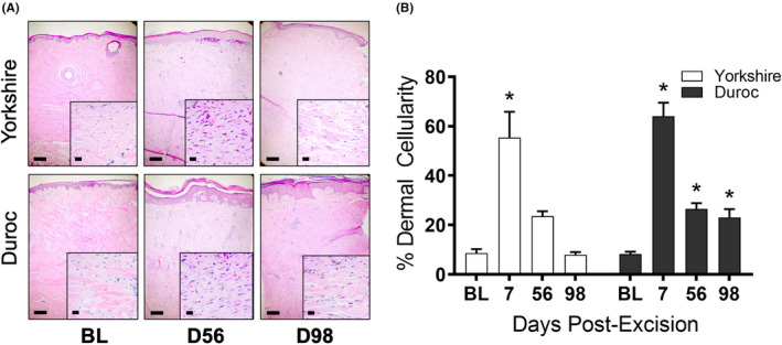 In-depth examination of hyperproliferative healing in two breeds of <i>Sus scrofa domesticus</i> commonly used for research.