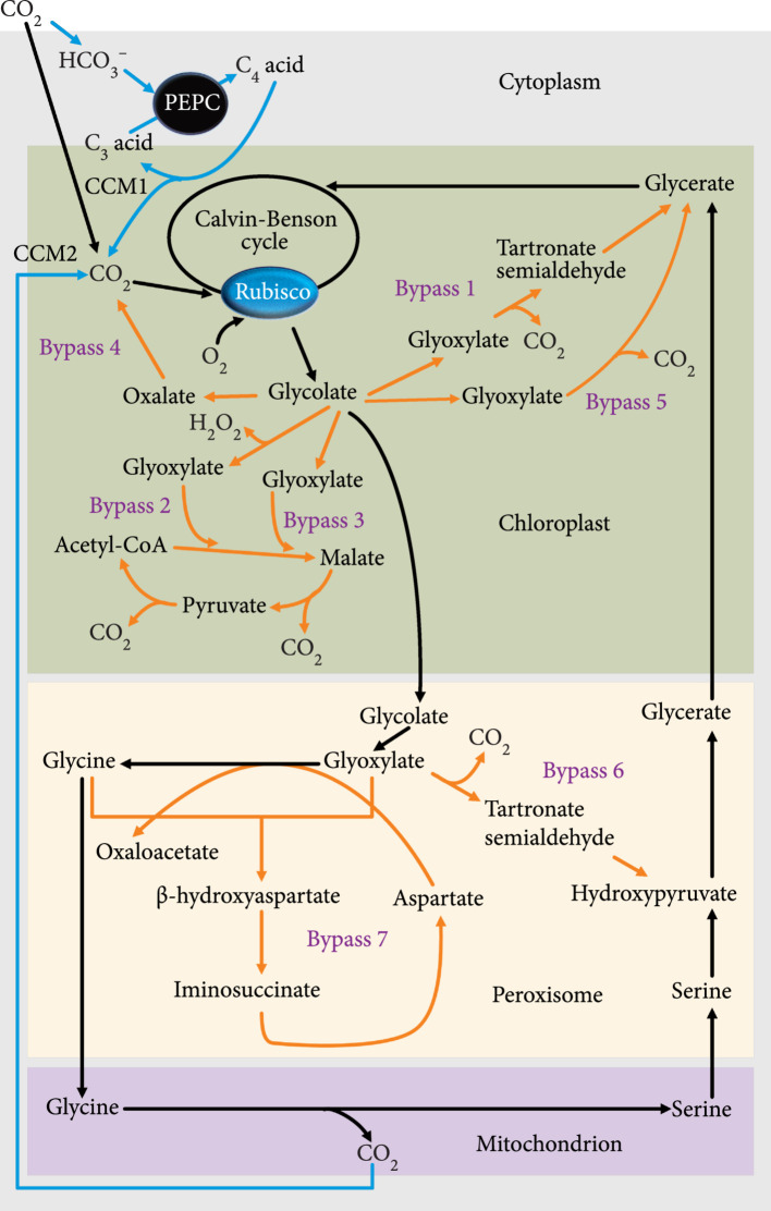 Biological Parts for Plant Biodesign to Enhance Land-Based Carbon Dioxide Removal.