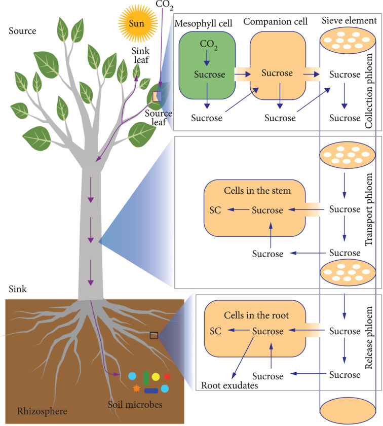 Biological Parts for Plant Biodesign to Enhance Land-Based Carbon Dioxide Removal.