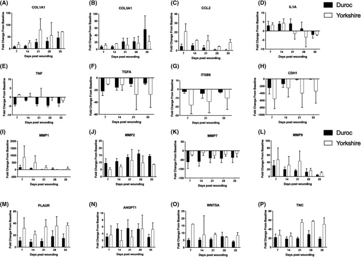 In-depth examination of hyperproliferative healing in two breeds of <i>Sus scrofa domesticus</i> commonly used for research.