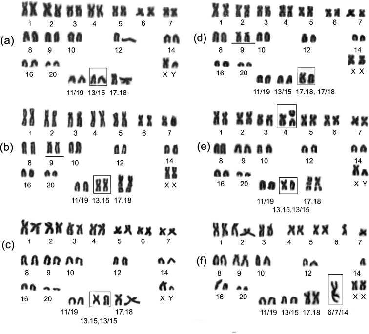 Intraspecies multiple chromosomal variations including rare tandem fusion in the Russian Far Eastern endemic evoron vole <i>Alexandromysevoronensis</i> (Rodentia, Arvicolinae).