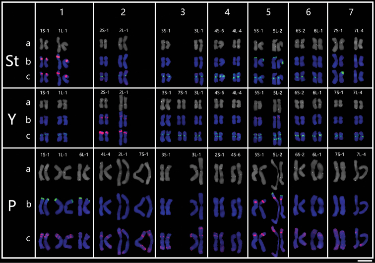 The <i>Kengyiliahirsuta</i> karyotype polymorphisms as revealed by FISH with tandem repeats and single-gene probes.