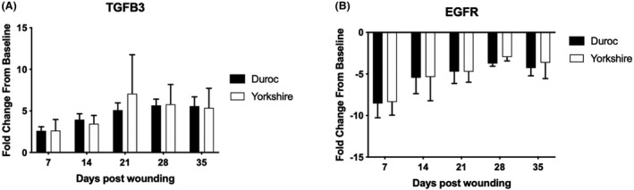 In-depth examination of hyperproliferative healing in two breeds of <i>Sus scrofa domesticus</i> commonly used for research.